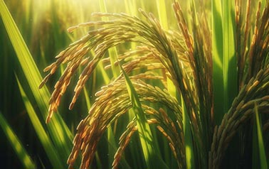 planta del arroz